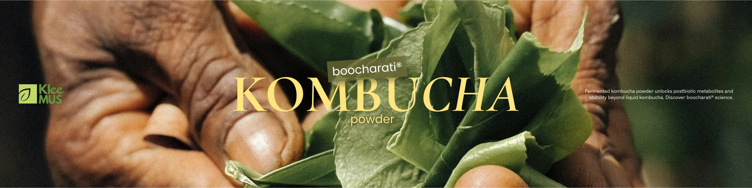 Hands holding boocharati® kombucha powder with green leaves; Klee Deutschland logo; text "Fermented kombucha powder unlocks postbiotics beyond liquid kombucha."