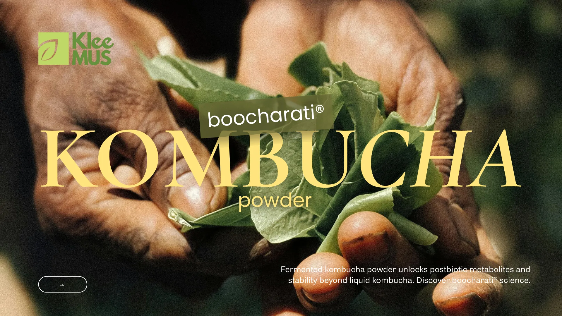 Hands holding boocharati® kombucha powder with green leaves; Klee Deutschland logo; text "Fermented kombucha powder unlocks postbiotics beyond liquid kombucha."