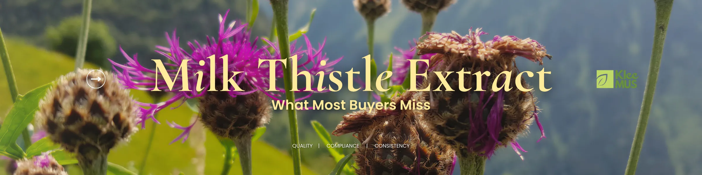 Milk thistle extract flowers with blog title about choosing quality, compliance, and consistency for EU buyers