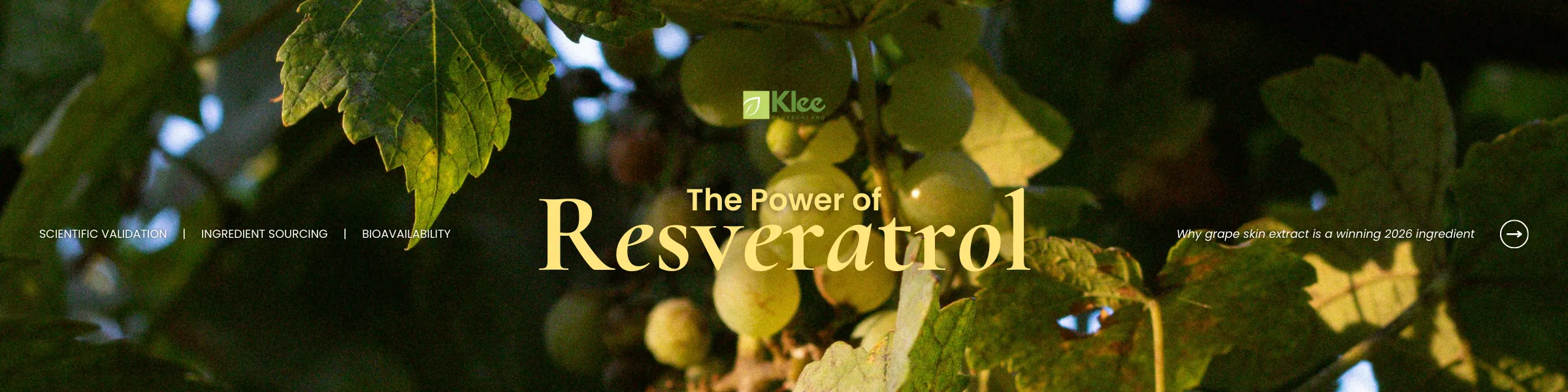 Resveratrol grape clusters growing on a vineyard vine with sunlight filtering through leaves, representing natural grape skin extract.